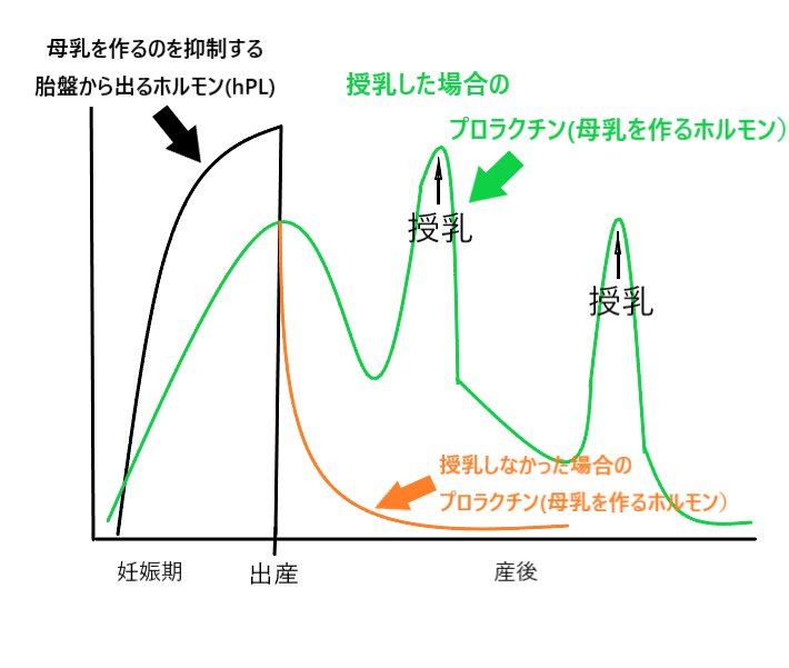 ミルクが3時間空かない 悩みにお答えします 産後の母乳 育児の悩みを解決 ひだまり助産院札幌